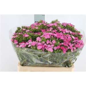 Di Barb Neon Am Rose