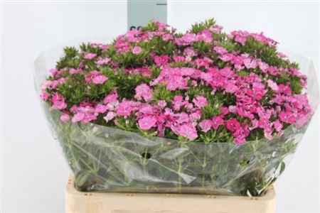 <h4>Di Barb Neon Am Rose</h4>