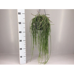 Rhipsalis   ...