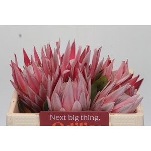PROTEA CYNAROIDES