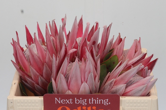 <h4>PROTEA CYNAROIDES</h4>