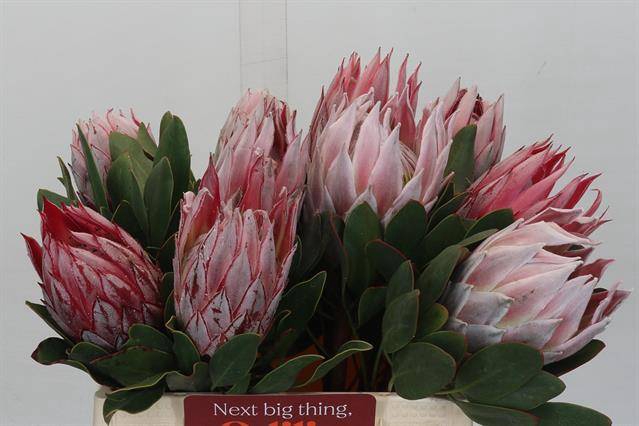 <h4>PROTEA CYNAROIDES</h4>