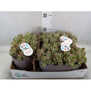 Crassula   ...