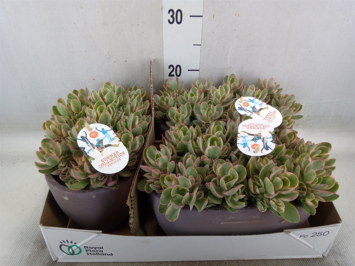 <h4>Crassula   ...</h4>