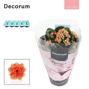 Kalanchoe Decorum TENDER - Serenity Peach