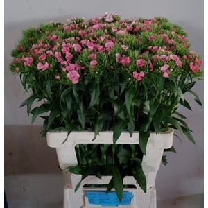 DI BARB BARCELO PINK