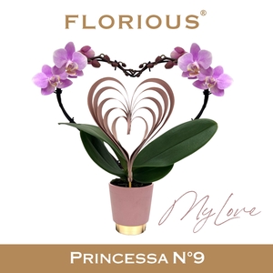 No9 Phalanopsis 2 Tak Roze 