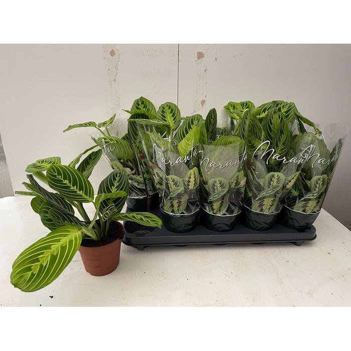 <h4>MARANTA LEMON</h4>