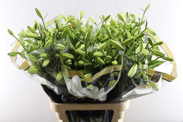 <h4>Li La Litouwen</h4>