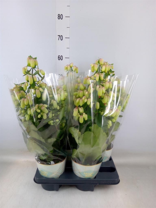 <h4>Kalanchoe  'Magic Bell'</h4>