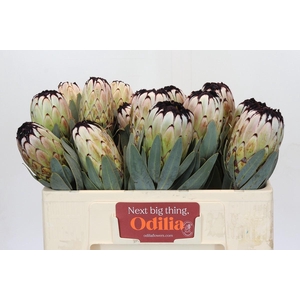 Protea Niobe