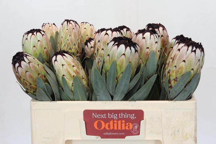 Protea Niobe