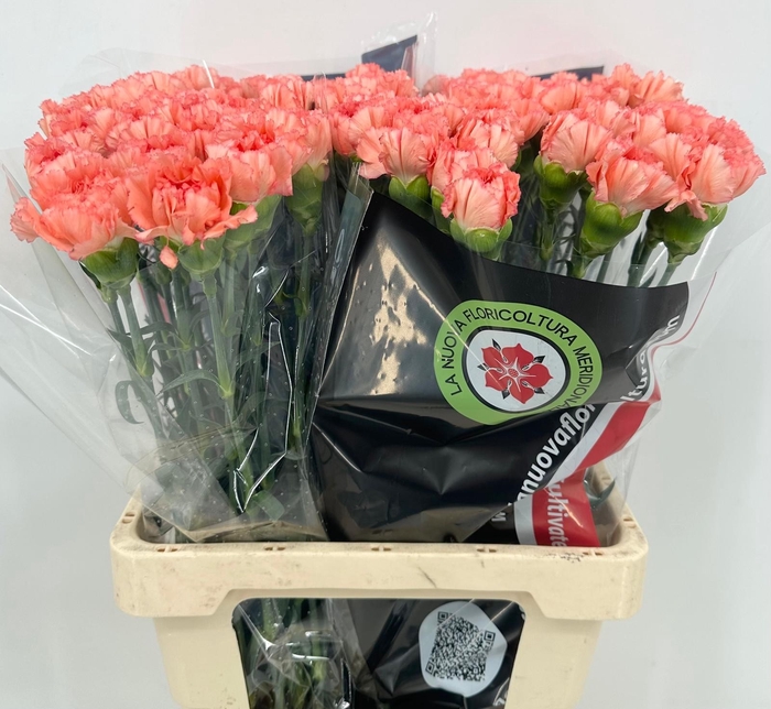 <h4>Dianthus St Happy Soleado</h4>