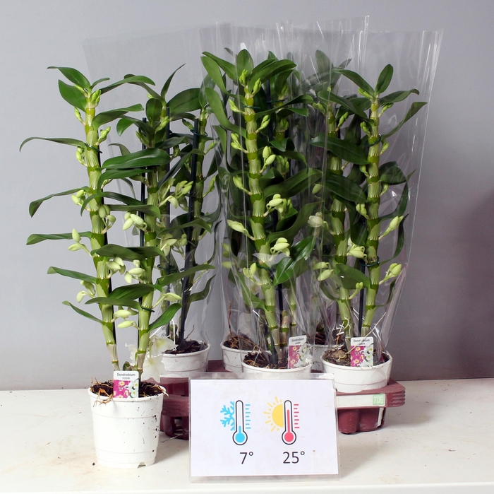 <h4>DENDR N SC APOLLON</h4>