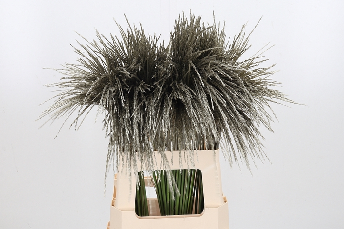 <h4>Miscanthus Kl Bh Platina</h4>