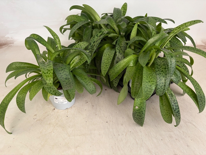 <h4>DRIMIOPSIS MACULATA</h4>