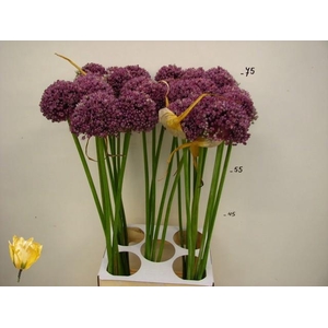 ALLIUM GROOTBLOEMIG