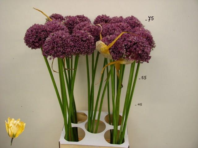 <h4>ALLIUM GROOTBLOEMIG</h4>