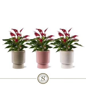 Toulouse Keramiek Roja