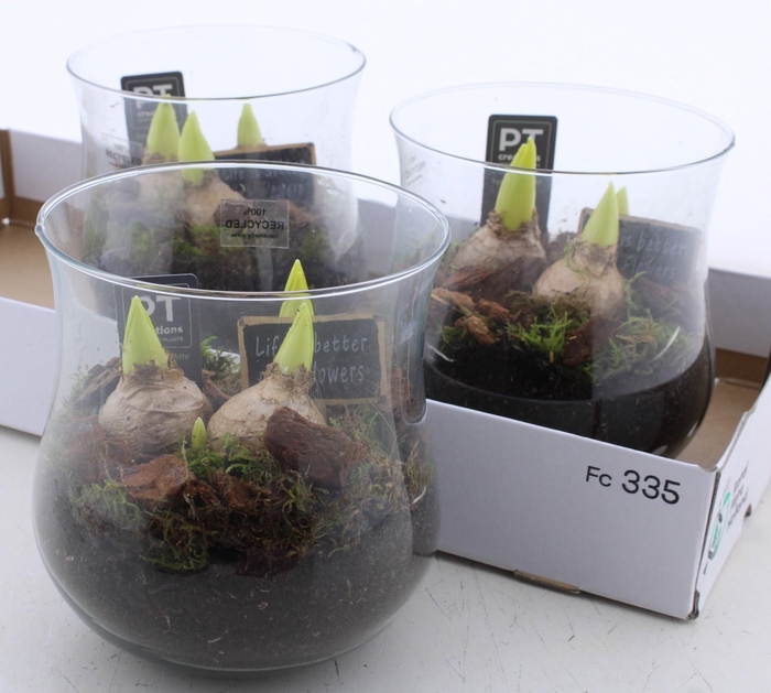 <h4>ARR HYACINTH</h4>