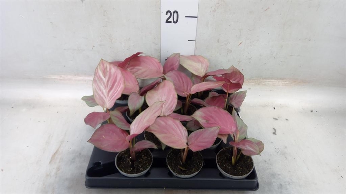 <h4>Calathea ...</h4>