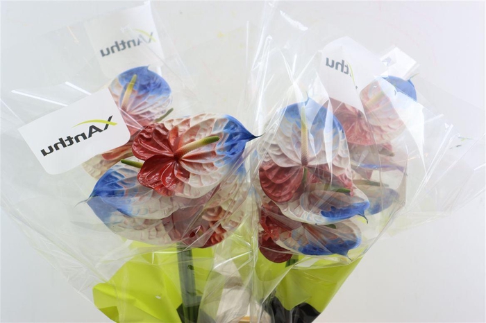 <h4>Anth Collection French Flag</h4>
