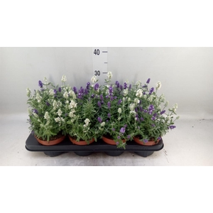 Lavandula stoec. 'Flirt'
