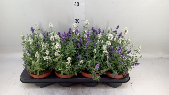 <h4>Lavandula stoec. 'Flirt'</h4>
