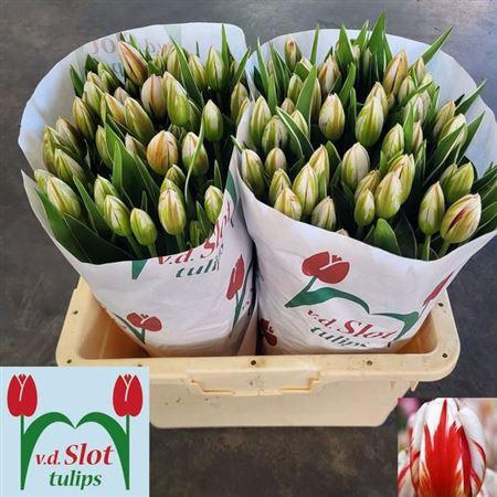 <h4>Tu En Happy Generati</h4>