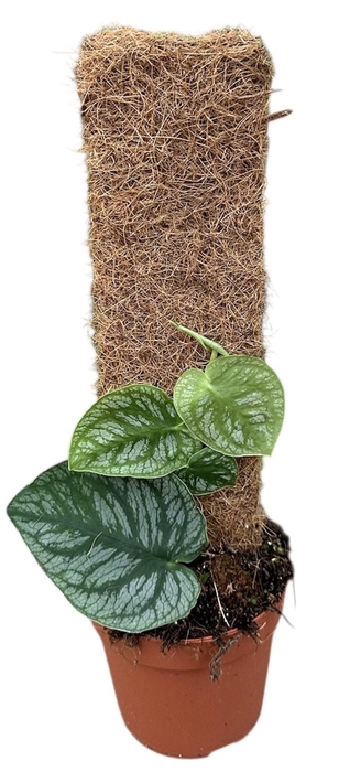 <h4>Monstera Dubia</h4>