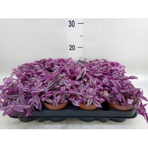 Tradescantia zebr. 'Pink Paradise'