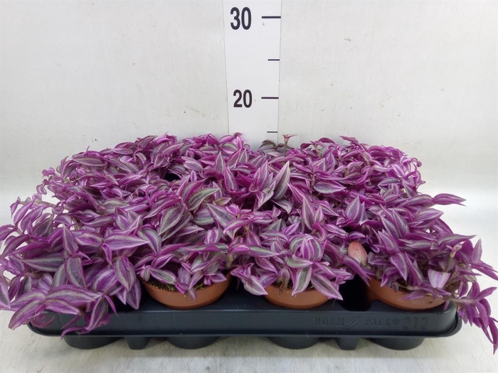 <h4>Tradescantia zebr. 'Pink Paradise'</h4>