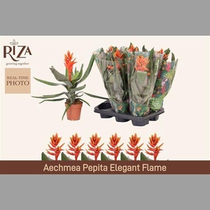 AECH PE ELEGANT FLAM