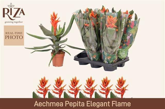 <h4>AECH PE ELEGANT FLAM</h4>