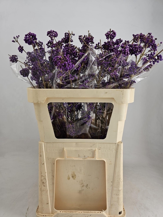 <h4>CALLI BO MAGI LILAC</h4>