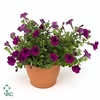 Petunia  'Tiny Tunia Burgundy'