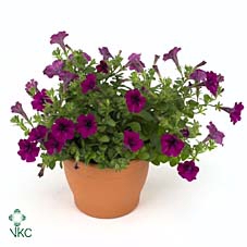 Petunia  'Tiny Tunia Burgundy'