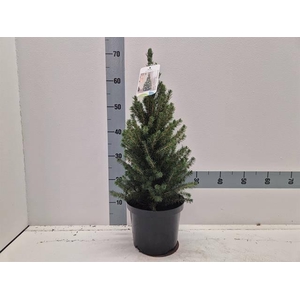 PICEA GL CONICA