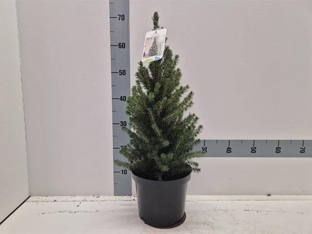 <h4>PICEA GL CONICA</h4>