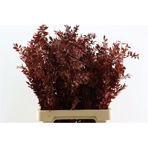 Pres Ruscus Brown P Stem