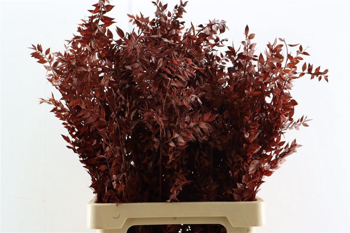 <h4>Pres Ruscus Brown P Stem</h4>