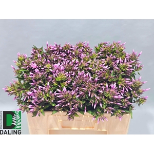 PHLOX P BRAVE EYES