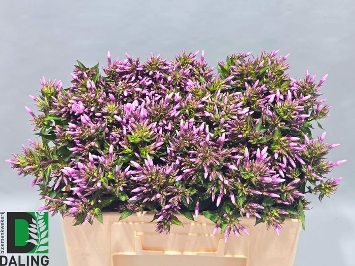 <h4>PHLOX P BRAVE EYES</h4>