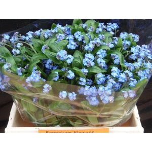 MYOSOTIS BLUE