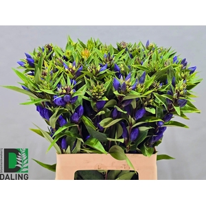 GENTI JUST BLUE