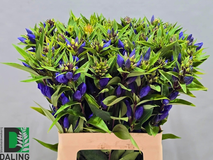 <h4>GENTI JUST BLUE</h4>