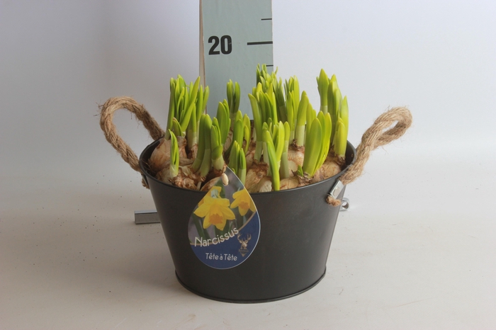 <h4>ARR NARCISSUS</h4>