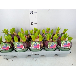 Hyacinthus orie.   ...mix 3