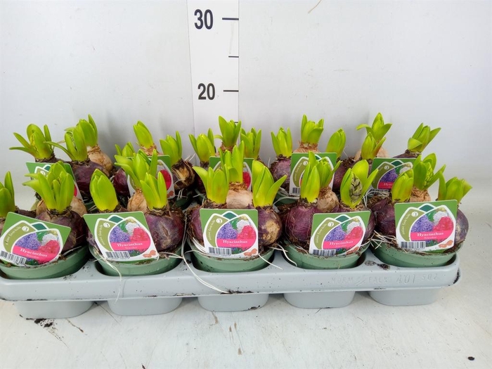 <h4>Hyacinthus orie.   ...mix 3</h4>