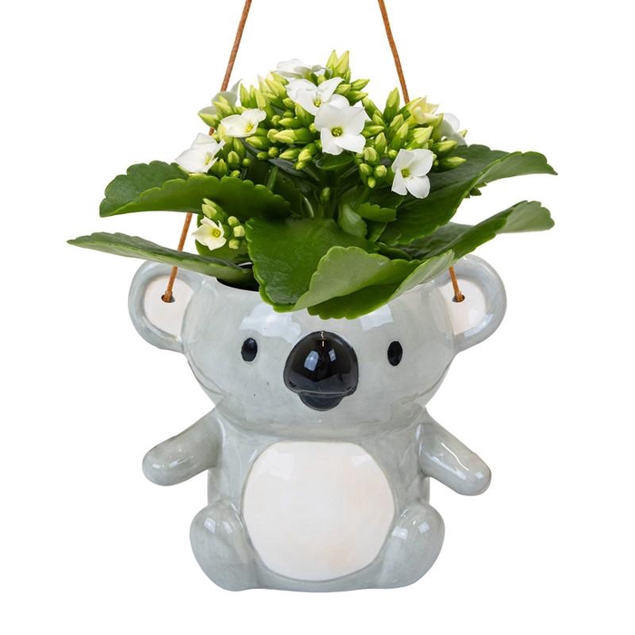 <h4>KALANCHOE BLOSSFELDIANA</h4>